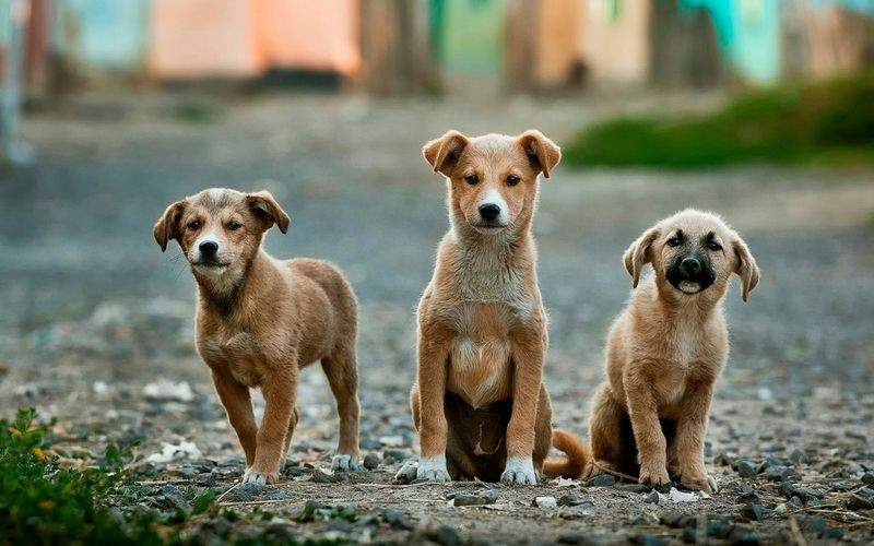 Maple Paws Pet Care
