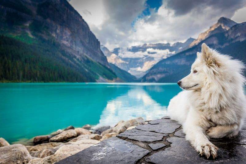 Maple Paws Pet Care