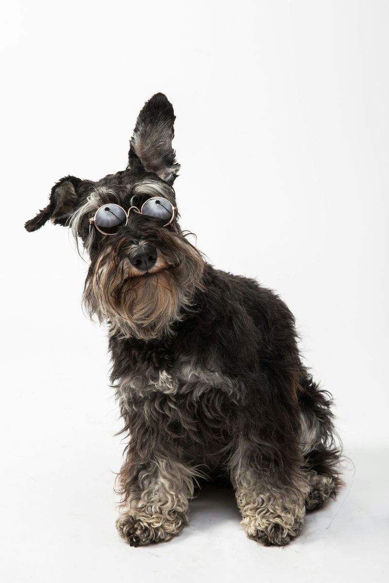 How to Keep Your Pet Comfortable During Seasonal Changes