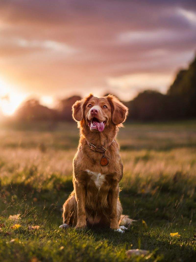 Supporting a Senior Cat Through Daily Care