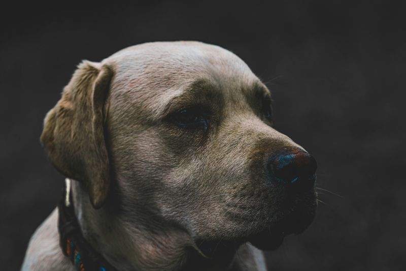 Maple Paws Pet Care 11
