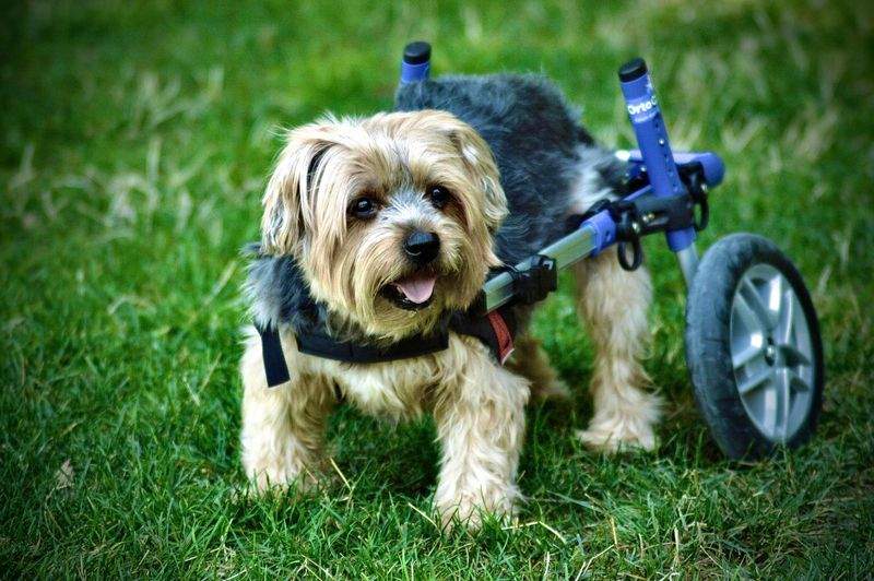Maple Paws Pet Care 13