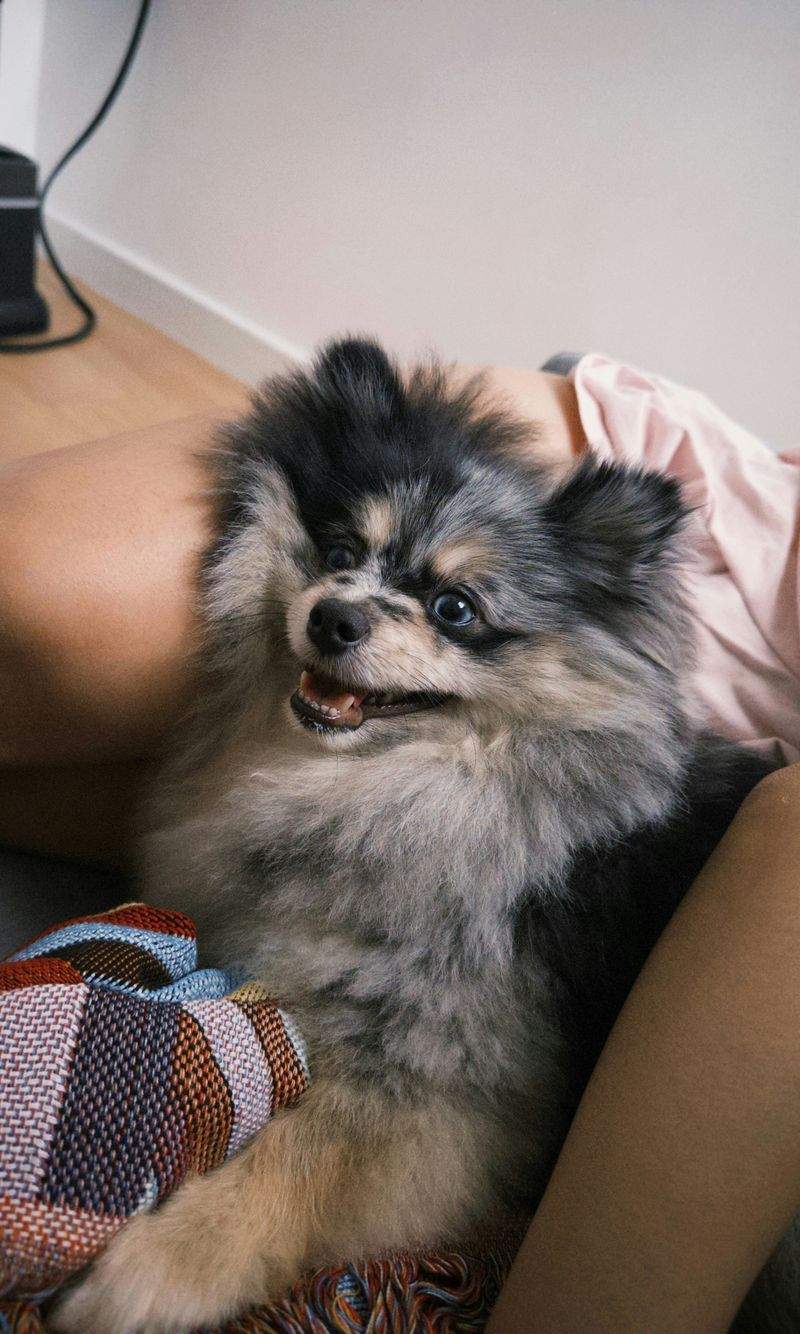 Maple Paws Pet Care 4