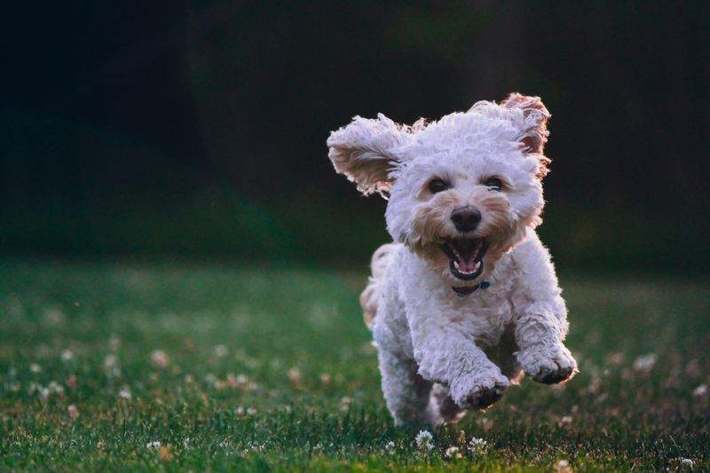 Pet daycare