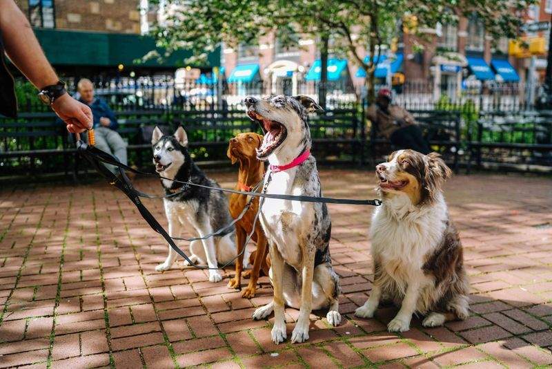 Basic pet training